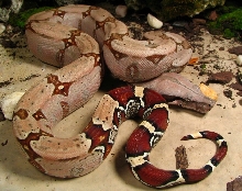 Female 2003
