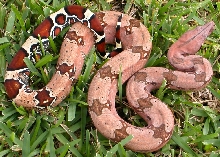 big red fbs