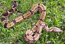 sal