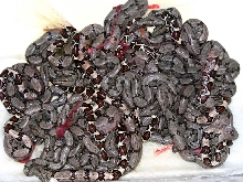 Trinidad BCC