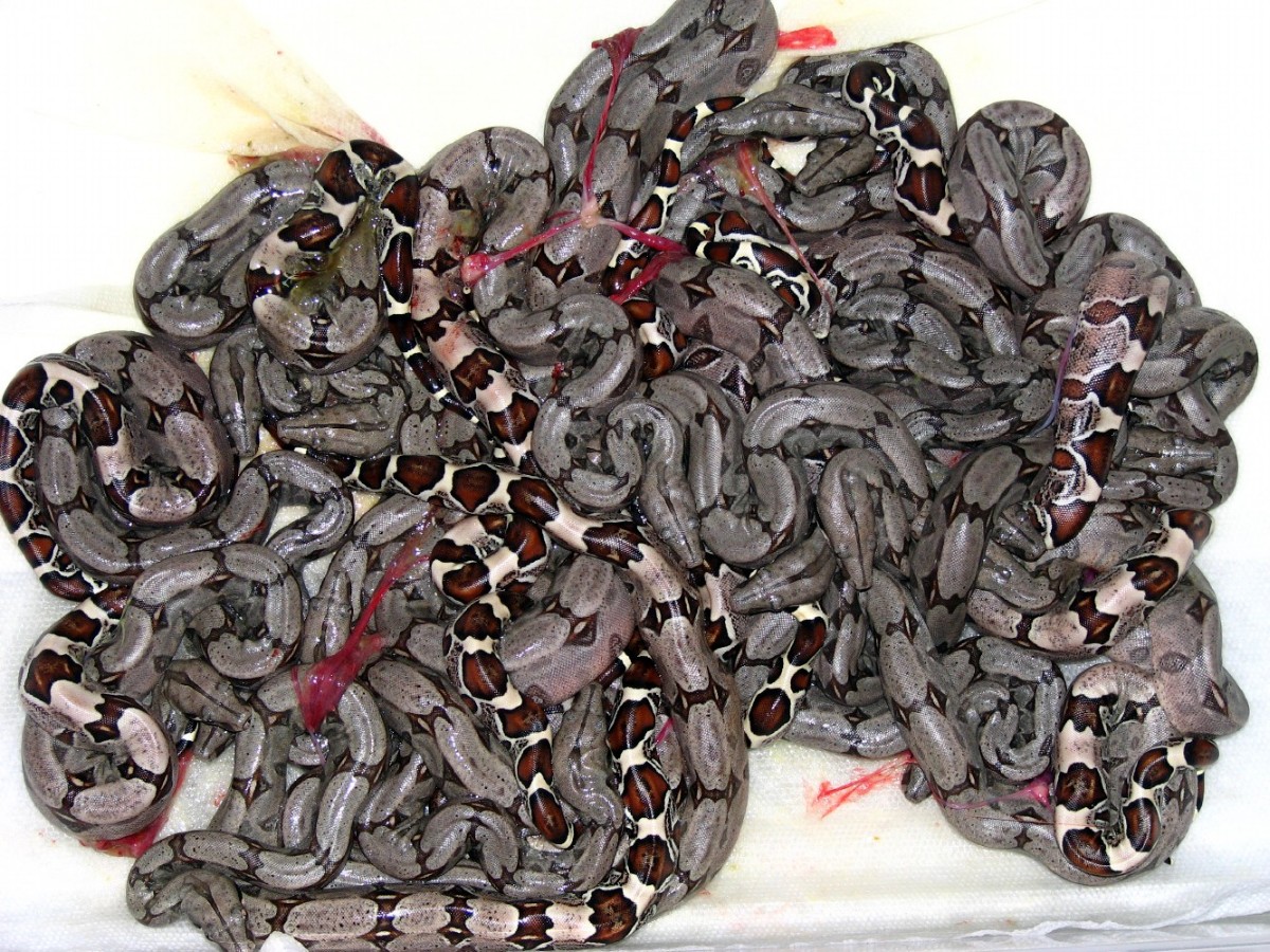 Trinidad BCC