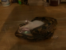 2nd Live Feeding!