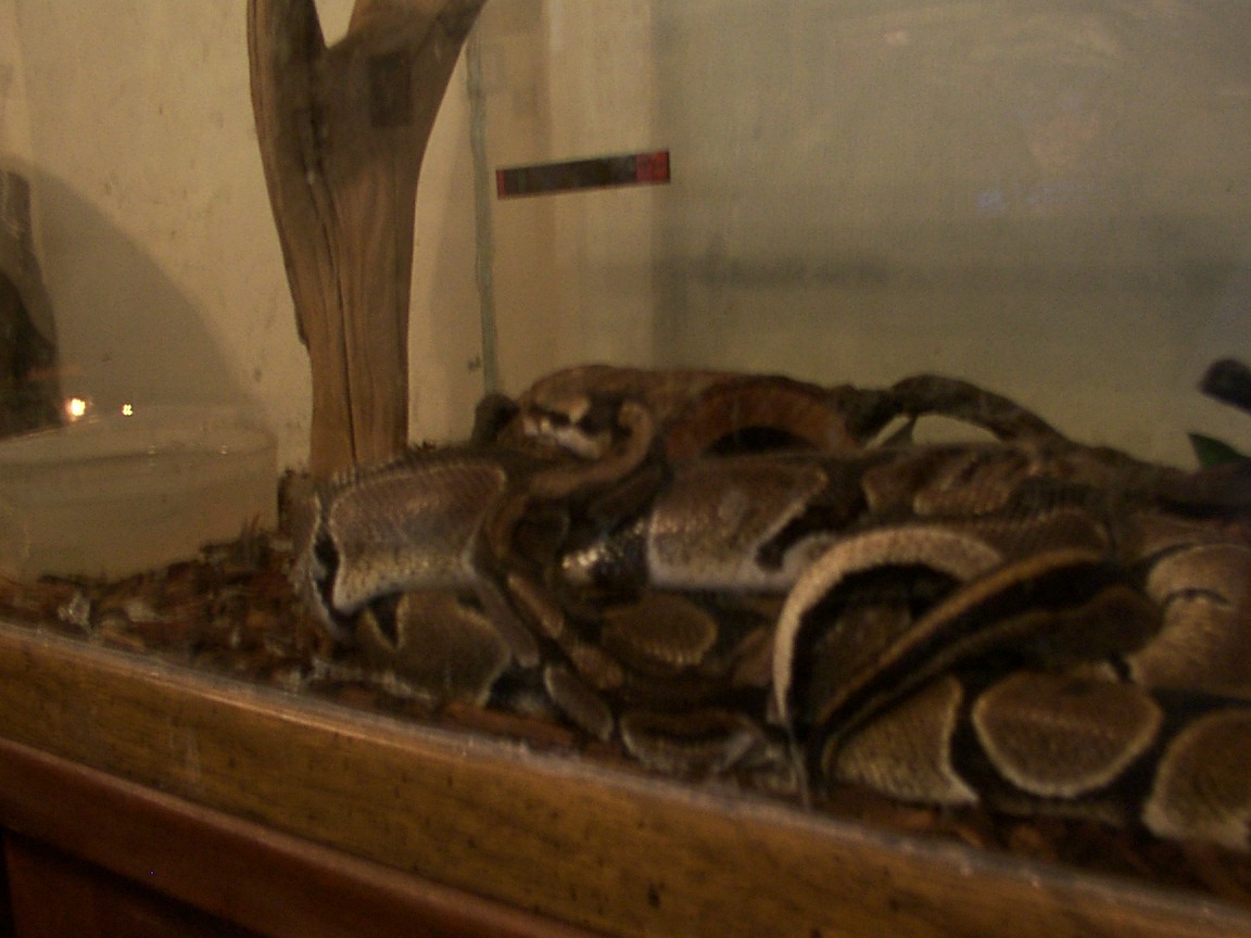 Mating?
