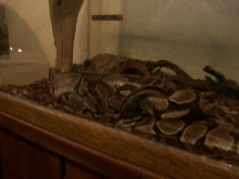 Mating2?
