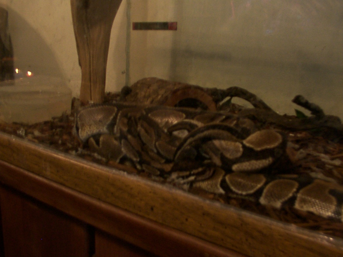 Mating2?