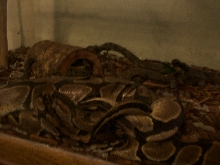 Mating1?
