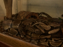 Mating?