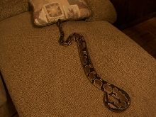 Gravid?