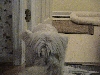 My Dog Skippy