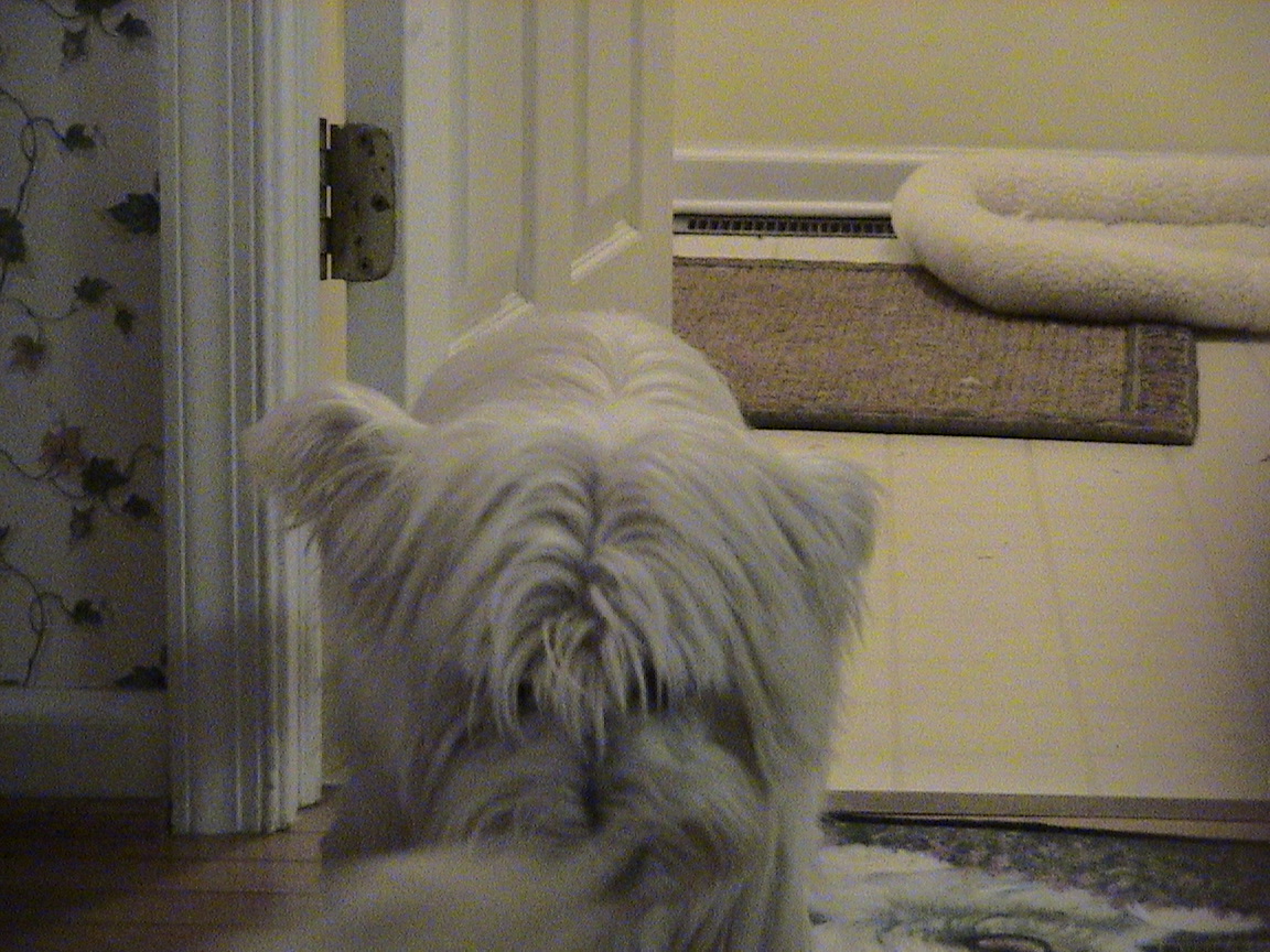 My Dog Skippy