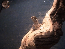 My Bearded Dragon Hatchling