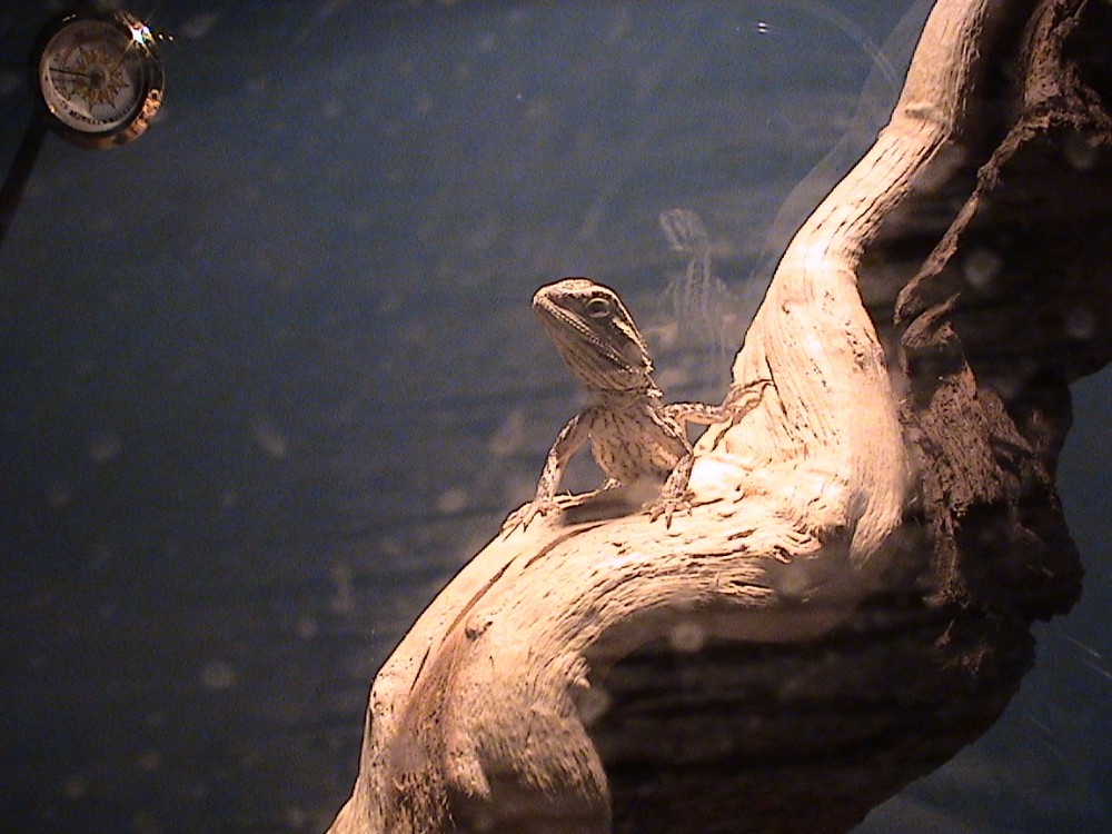My Bearded Dragon Hatchling