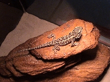 Beastie on the rock