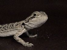 Beastie