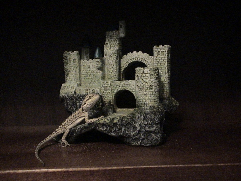 Dragon Castle
