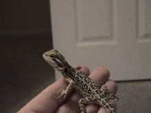 Beardie meets hand