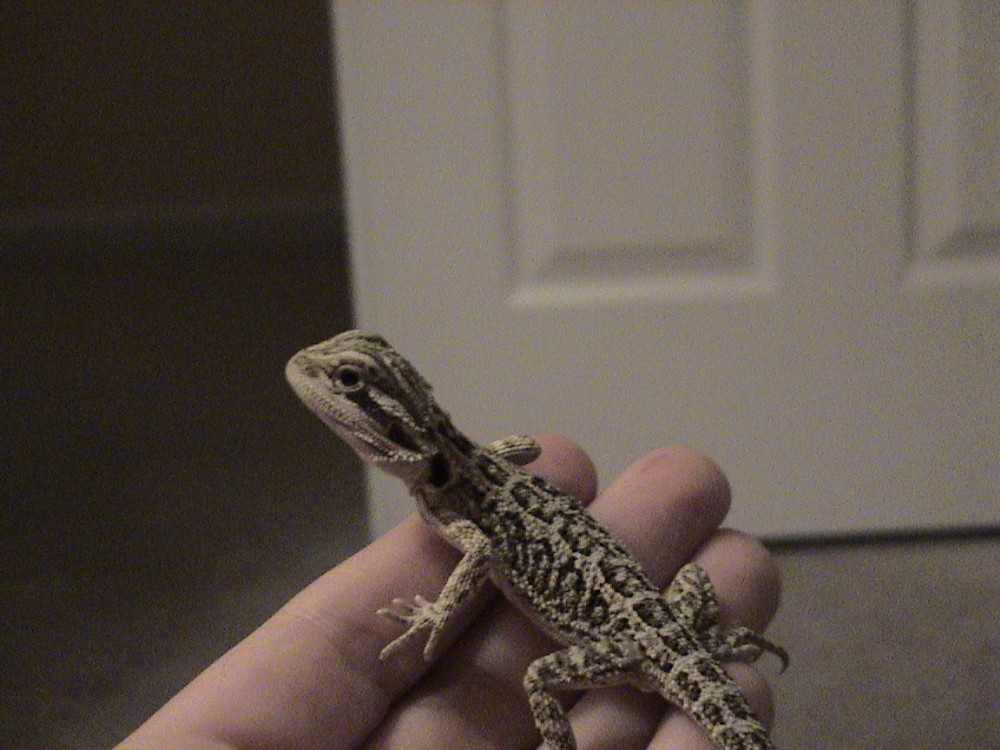 Beardie meets hand