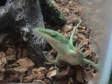 Al