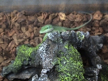 The leezard