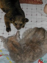 Kinkajou and Cat