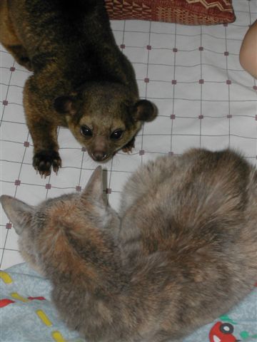 Kinkajou and Cat