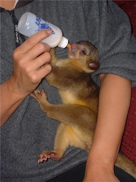 kinkajou pair