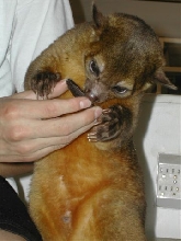 Kinkajou with Oreo Cookie