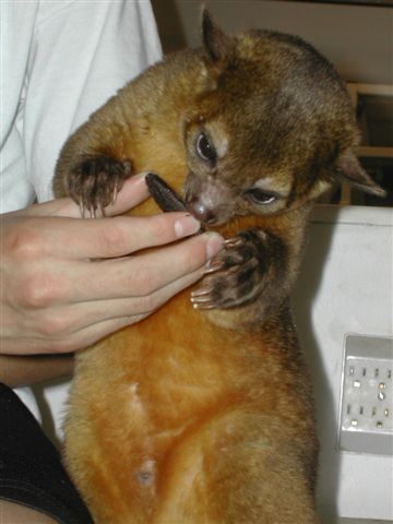 Kinkajou with Oreo Cookie