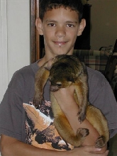 Piglet the Kinkajou