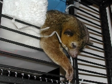 Kinkajou Sleeping