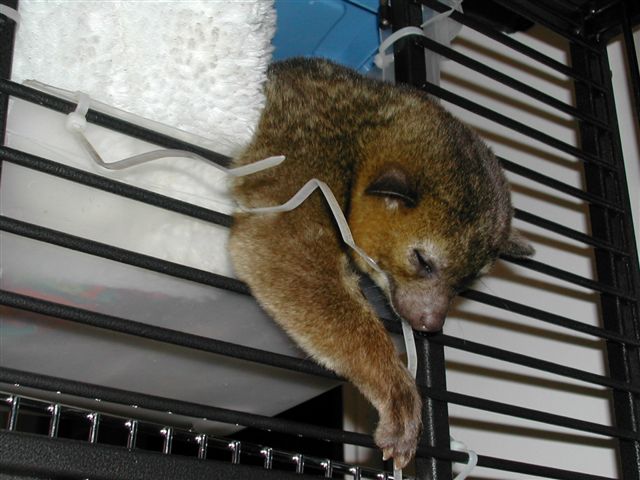 Kinkajou Sleeping