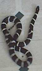 male cal king