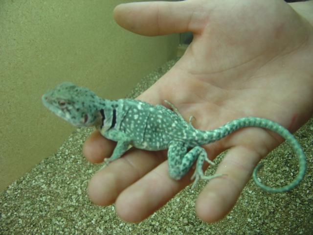 Prospect - male
