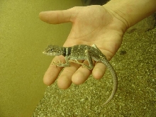 Prospect - female