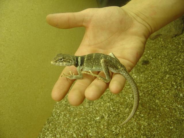 Prospect - female