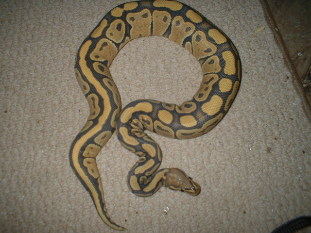 update pic