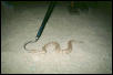 Rock