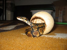 My ball python