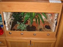 terrarium with new plant
