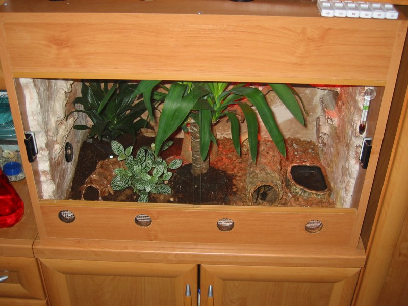 terrarium with new plant