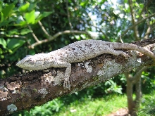 Polychrus acutirostris