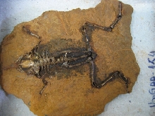 Fossil holotype