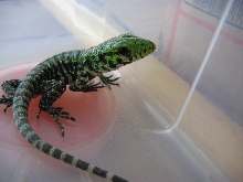 Hatchling, Dec.5, 2004