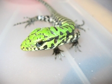 Hatchling2, Dec. 5, 2004
