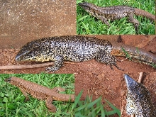 Tupinambis quadrilineatus
