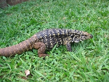 Tupinambis