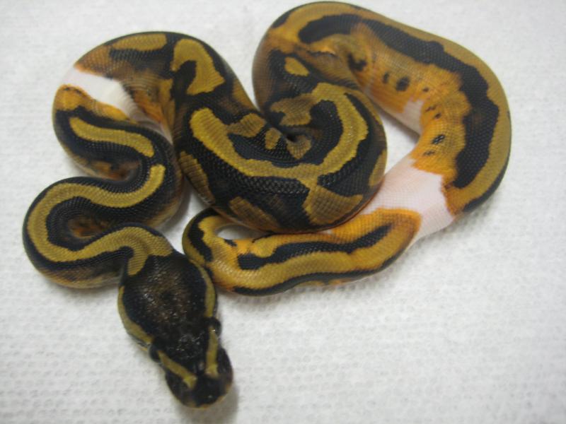 2009 Male Piebald #1