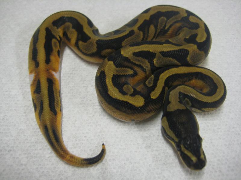 2009 Male Piebald #2