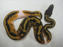 2009 Piebald Female #1