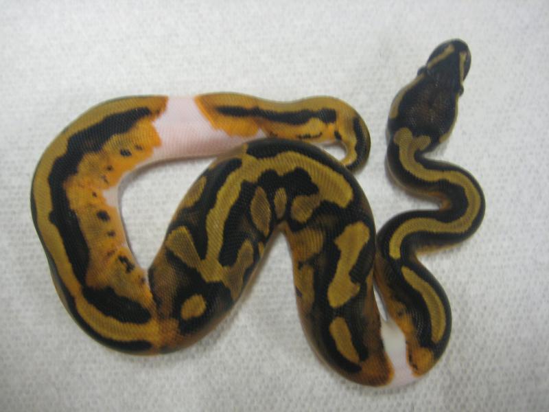 2009 Piebald Female #1